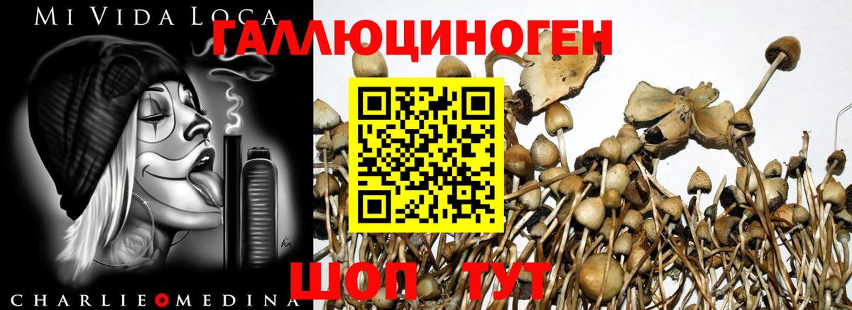 что такое наркотик  Галлюциногенные грибы Psilocybe  Вход с VPN  Галлюциногенные грибы Psilocybe  Боровичи 